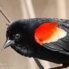 Susquehanna-Wetlands-red-winged-blackbird-15-of-18