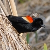 Susquehanna-Wetlands-red-winged-blackbird-2-of-18
