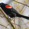 Susquehanna-Wetlands-red-winged-blackbird-3-of-18