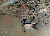 Susquehanna-Wetlands-birds-1-of-35