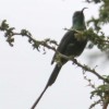 Tanzania-Day-Eight-lodge-birds-7-of-21