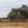 Tanzania-Day-Eight-lodge-mornign-walk-12-of-35