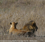 Tanzania Day Eleven Serengeti lions October 8 2019