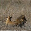 Tanzania-Day-Eleven-Serengeti-lions-1-of-42