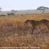 Tanzania-Day-Eleven-Serengeti-lions-10-of-42