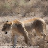 Tanzania-Day-Eleven-Serengeti-lions-11-of-42