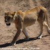 Tanzania-Day-Eleven-Serengeti-lions-12-of-42