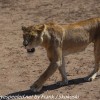 Tanzania-Day-Eleven-Serengeti-lions-13-of-42