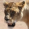 Tanzania-Day-Eleven-Serengeti-lions-14-of-42