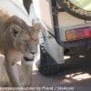 Tanzania-Day-Eleven-Serengeti-lions-15-of-42