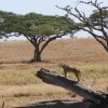 Tanzania-Day-Eleven-Serengeti-lions-17-of-42