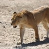 Tanzania-Day-Eleven-Serengeti-lions-18-of-42