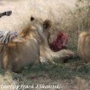 Tanzania-Day-Eleven-Serengeti-lions-19-of-42