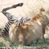 Tanzania-Day-Eleven-Serengeti-lions-20-of-42