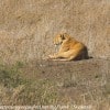 Tanzania-Day-Eleven-Serengeti-lions-3-of-42