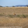 Tanzania-Day-Eleven-Serengeti-lions-4-of-42