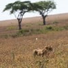 Tanzania-Day-Eleven-Serengeti-lions-5-of-42