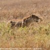 Tanzania-Day-Eleven-Serengeti-lions-6-of-42