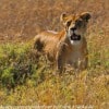 Tanzania-Day-Eleven-Serengeti-lions-8-of-42