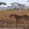 Tanzania-Day-Eleven-Serengeti-lions-9-of-42