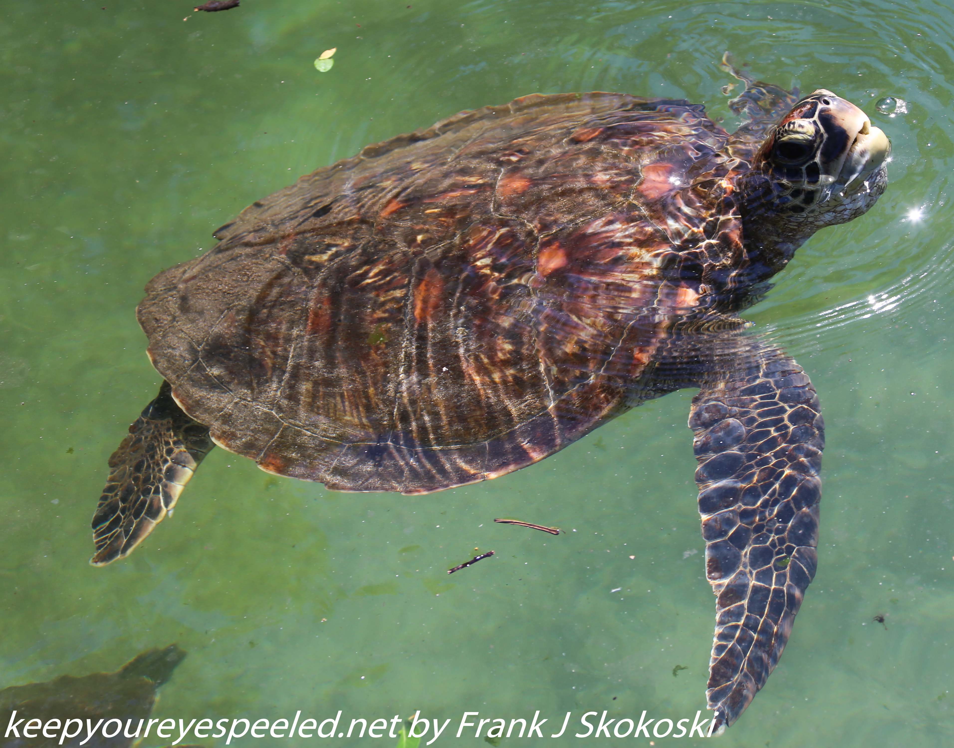 Tanzania-Day-Five-zanzibar-turtle-preserve-11-of-27