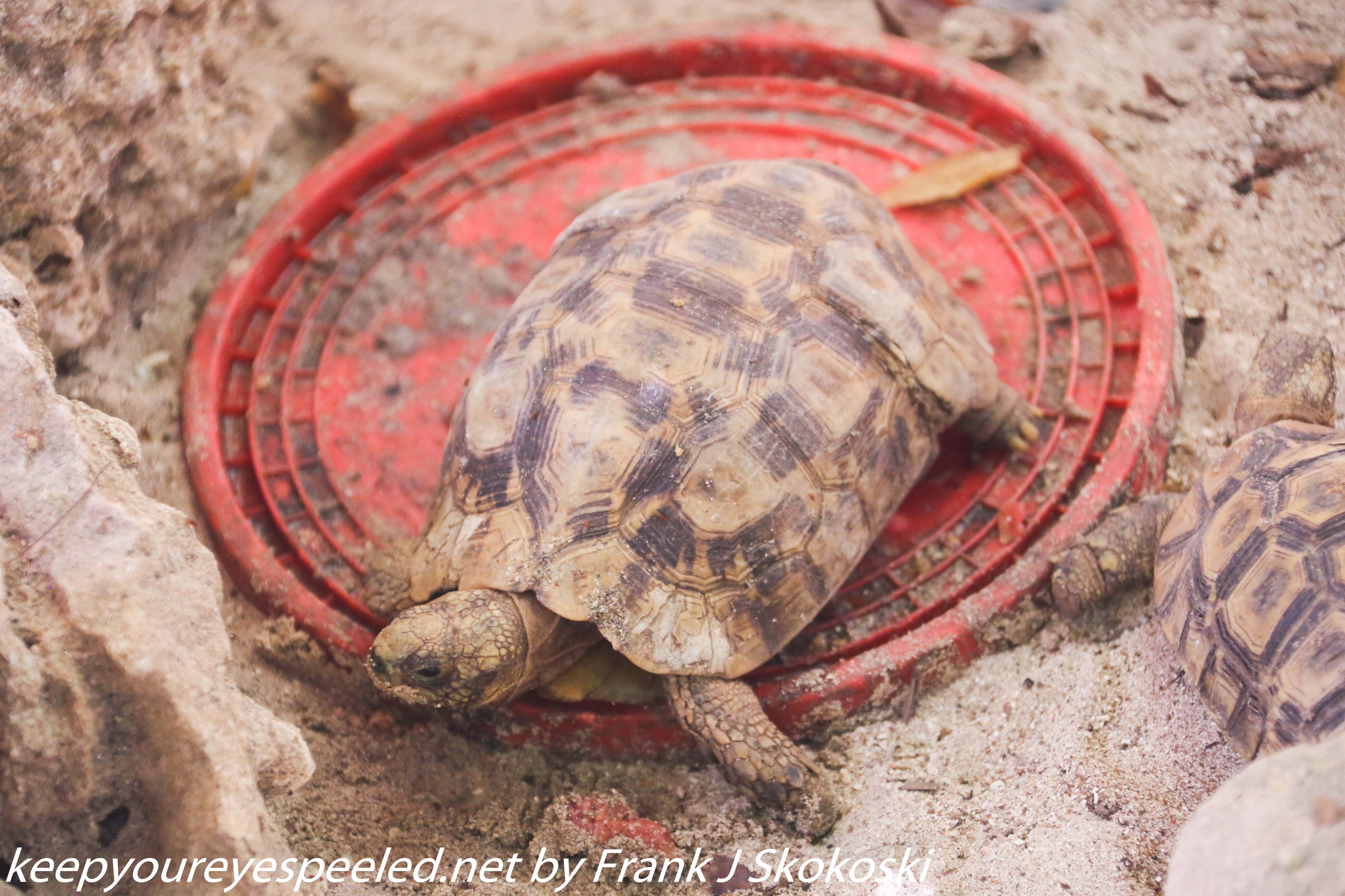 Tanzania-Day-Five-zanzibar-turtle-preserve-21-of-27