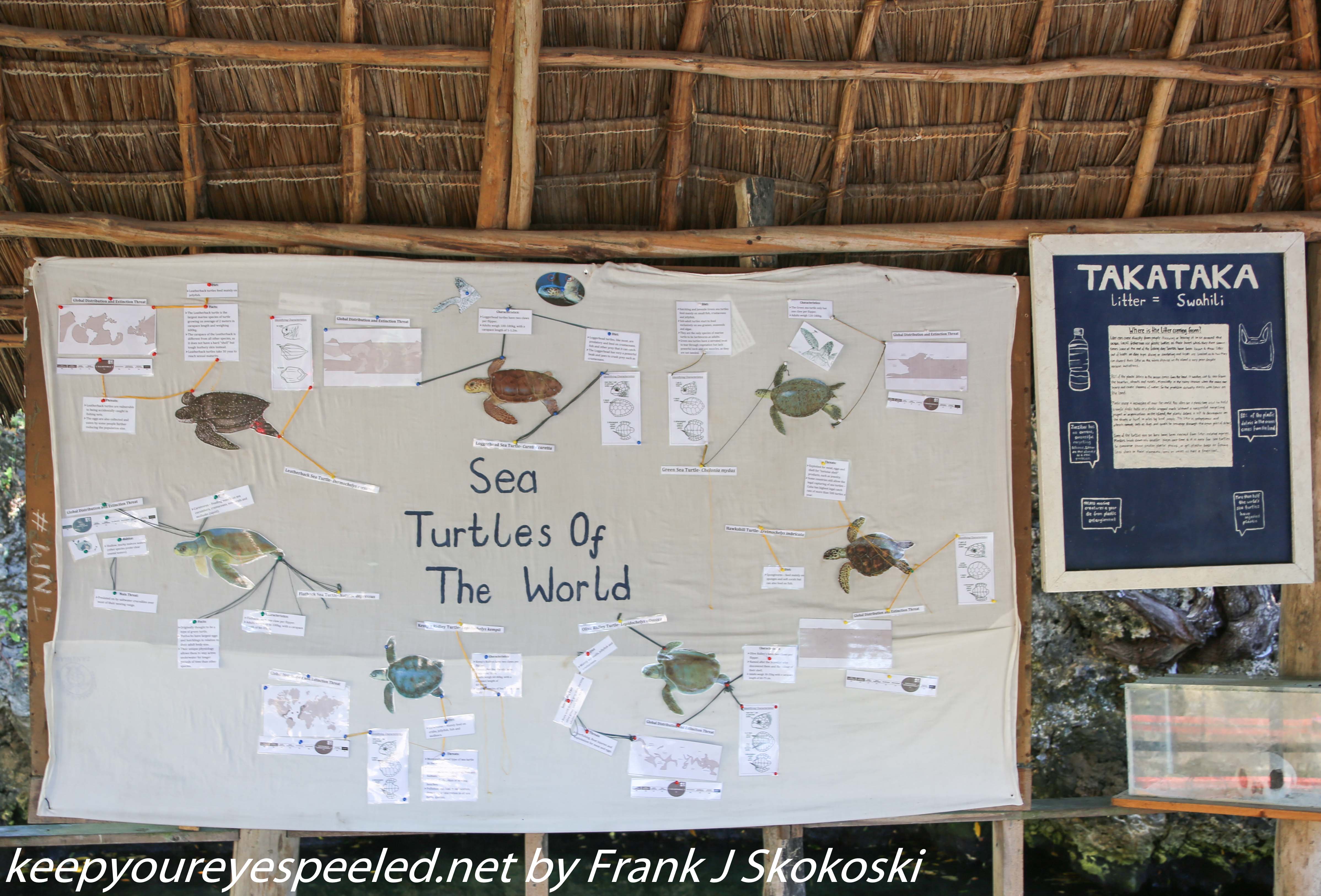 Tanzania-Day-Five-zanzibar-turtle-preserve-6-of-27