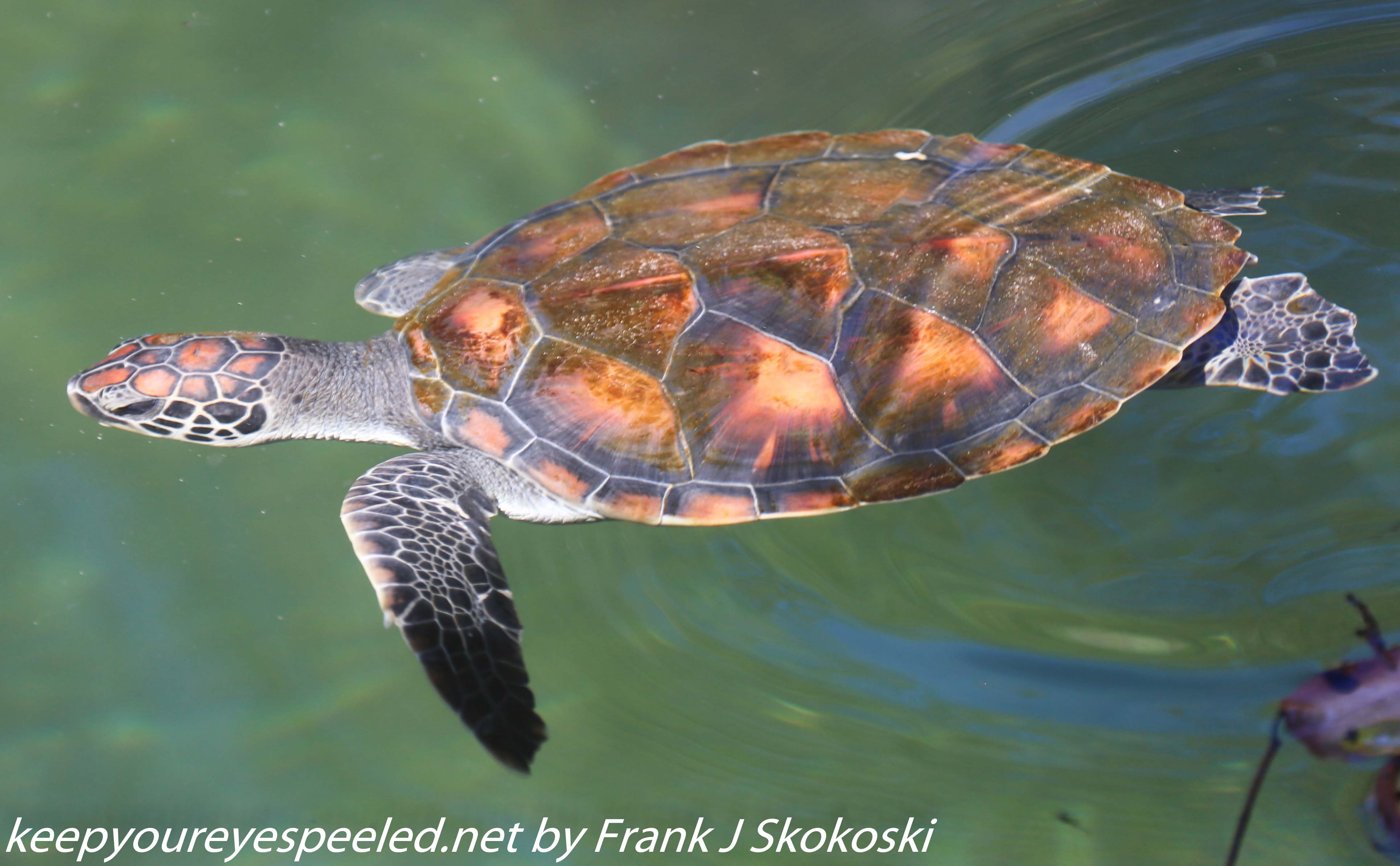 Tanzania-Day-Five-zanzibar-turtle-preserve-7-of-27