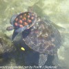 Tanzania-Day-Five-zanzibar-turtle-preserve-5-of-27