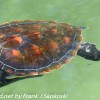 Tanzania-Day-Five-zanzibar-turtle-preserve-9-of-27