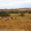 Tanzania-Day-Nine-Ngorongoro-Farm-lodge-m-noon-bwalk-5-of-10