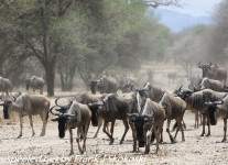 Tanzania-Day-Seven-animals-1-of-34