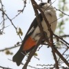 Tanzania-Day-Seven-Tarangire-birds-2-of-11