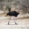 Tanzania-Day-Seven-Tarangire-birds-6-of-11-2