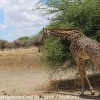 Tanzania-Day-Seven-animals-10-of-34