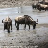 Tanzania-Day-Seven-animals-11-of-34