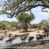 Tanzania-Day-Seven-animals-12-of-34