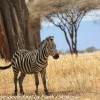 Tanzania-Day-Seven-animals-15-of-34