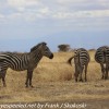 Tanzania-Day-Seven-animals-16-of-34