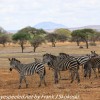 Tanzania-Day-Seven-animals-17-of-34