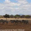 Tanzania-Day-Seven-animals-18-of-34