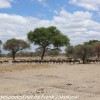 Tanzania-Day-Seven-animals-2-of-34