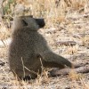 Tanzania-Day-Seven-animals-20-of-34