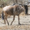 Tanzania-Day-Seven-animals-23-of-34