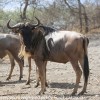 Tanzania-Day-Seven-animals-24-of-34