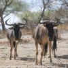 Tanzania-Day-Seven-animals-25-of-34