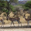 Tanzania-Day-Seven-animals-29-of-34