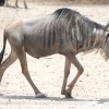 Tanzania-Day-Seven-animals-3-of-34
