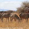 Tanzania-Day-Seven-animals-30-of-34
