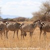 Tanzania-Day-Seven-animals-31-of-34